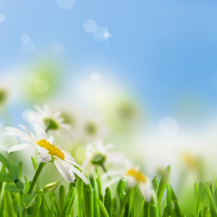 A Look at the Different Holidays Taking Place throughout May