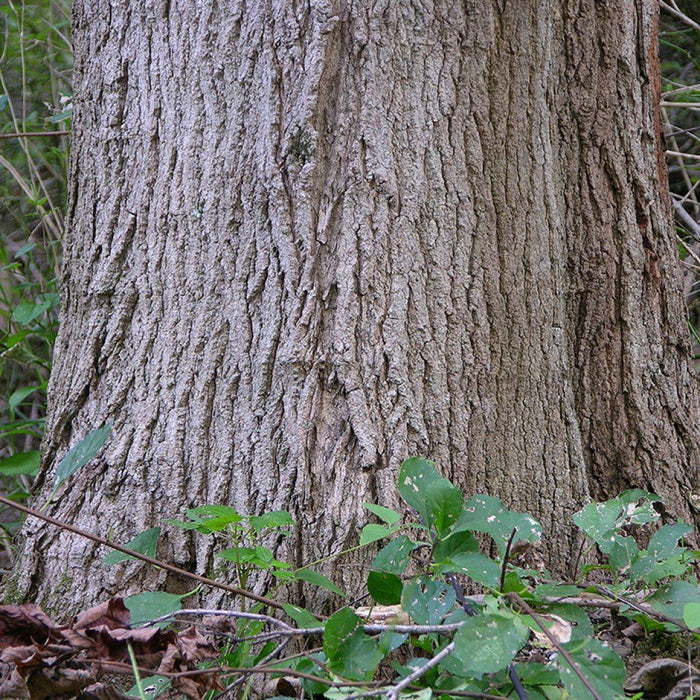 Not All Shuffleboard Tops are made with Pure Michigan Hard Maple?