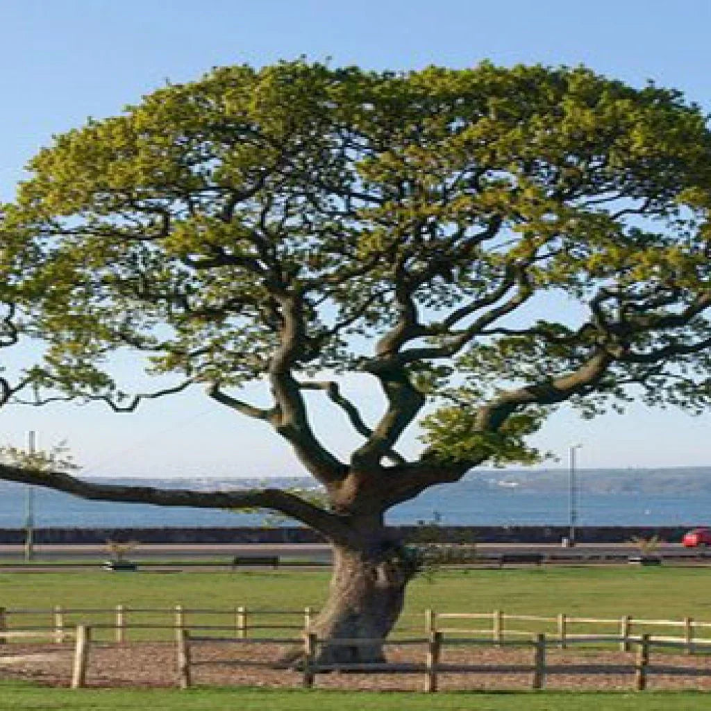 Hardwood Trees: Know Your Hardwood